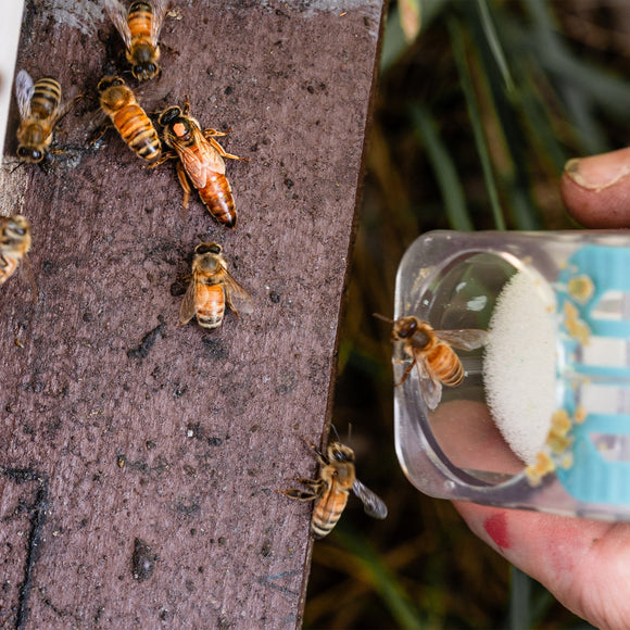 Queen Rearing