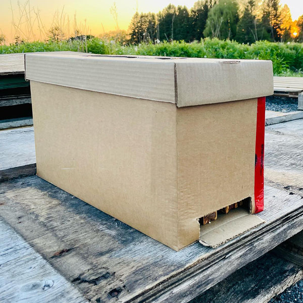 5 Frame Cardboard Nuc Box | Vented