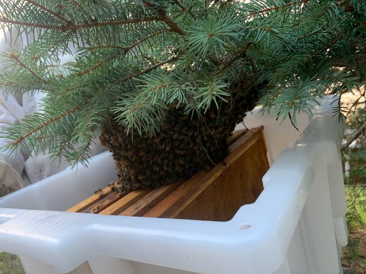 Hive box with bees inside, attached to a tree